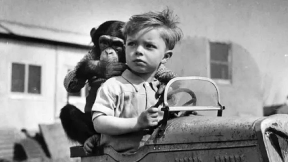 Adoptował szympansa, by wychować go z własnym synem. Eksperyment do dziś budzi kontrowersje