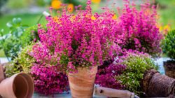 Wrzosiec - co to jest, gatunki, wymagania, zastosowanie