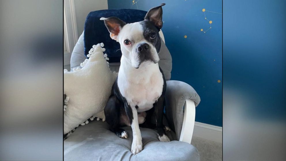  Boston Terrier został okrzyknięty prawdziwym bohaterem