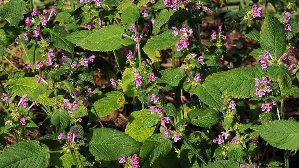 Poziewnik miękkowłosy jest rośliną należącą do rodziny jasnotowatych. Rolnicy uważają ją za chwast. Medycyna naturalna wykorzystuje ją do leczenia różnych schorzeń.