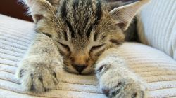 Futrzasta recepta na stres, czyli dlaczego powinniśmy oglądać koty nie tylko w Internecie