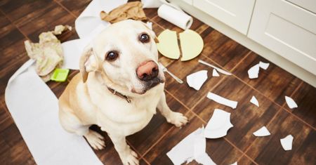Labrador retriever - wygląd, charakter, pielęgnacja, cena