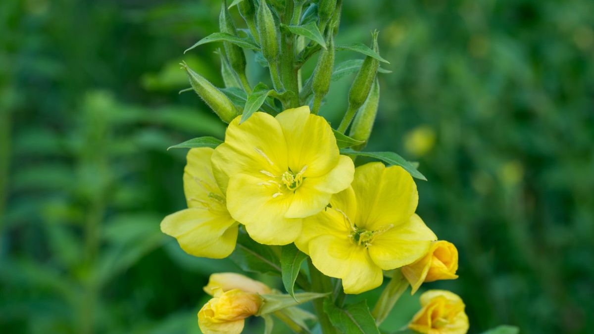 Wiesiołek – właściwości lecznicze i zastosowanie