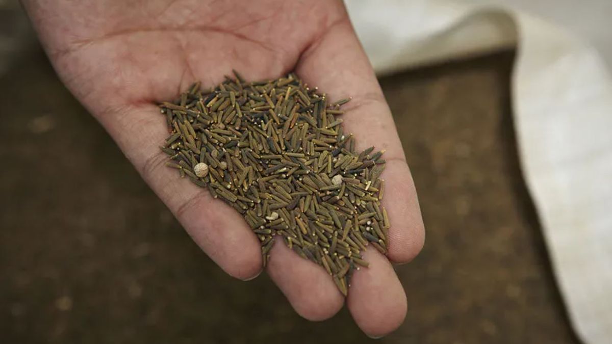 Przyprawy, które łagodzą problemy z jelitami