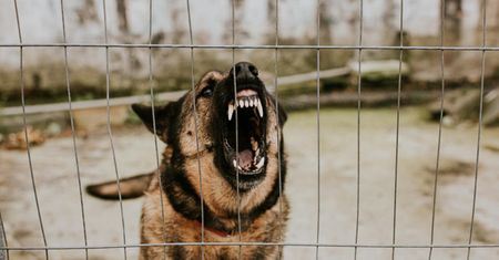 6-latka pogryziona na placu zabaw. Nie wiadomo, czy pies był zaszczepiony