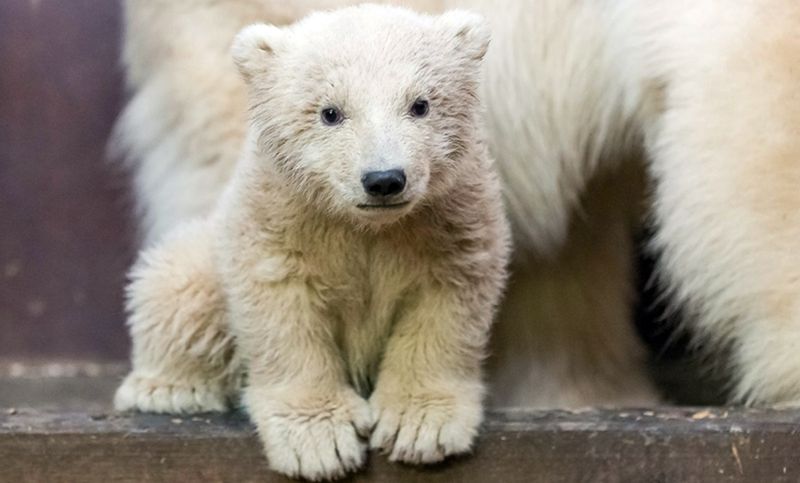 Nie żyje niedźwiadek Fritz z berlińskiego zoo