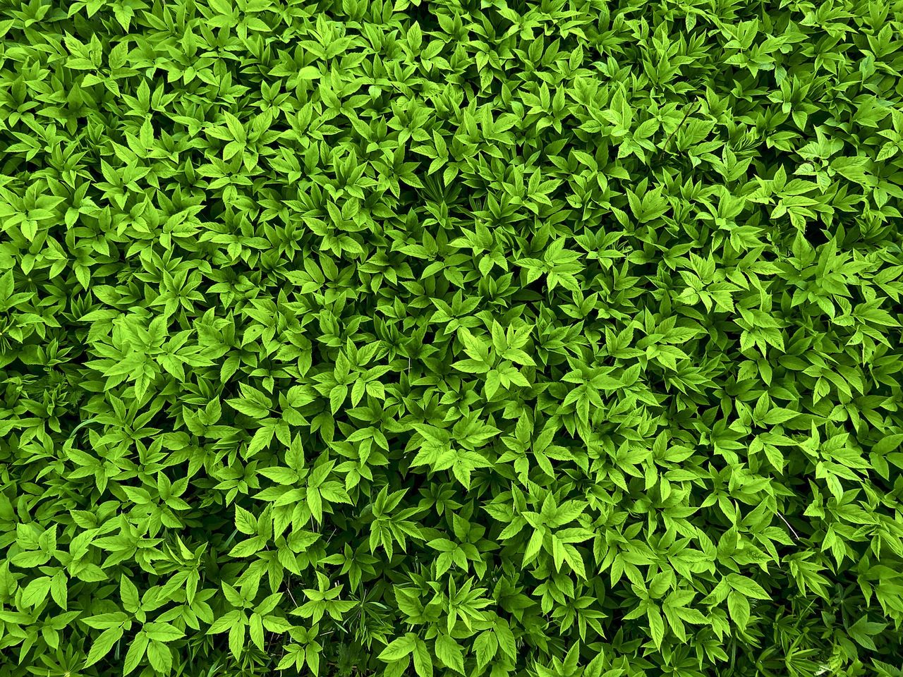 W przydomowych ogródkach można znaleźć jadalne chwasty takie jak podagrycznik