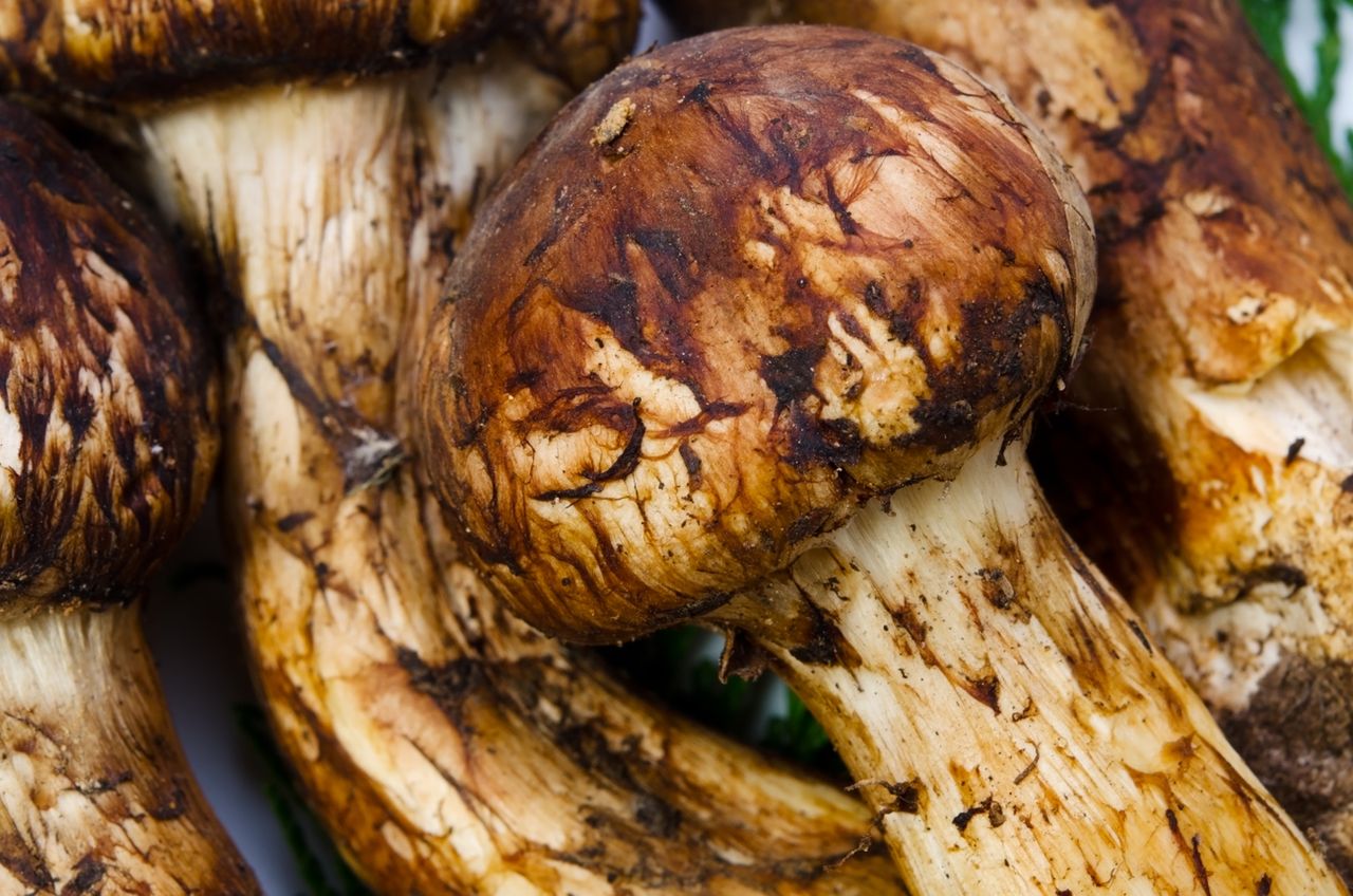 Gąska sosnowa to grzyb wart fortunę. Gdzie ją znaleźć?