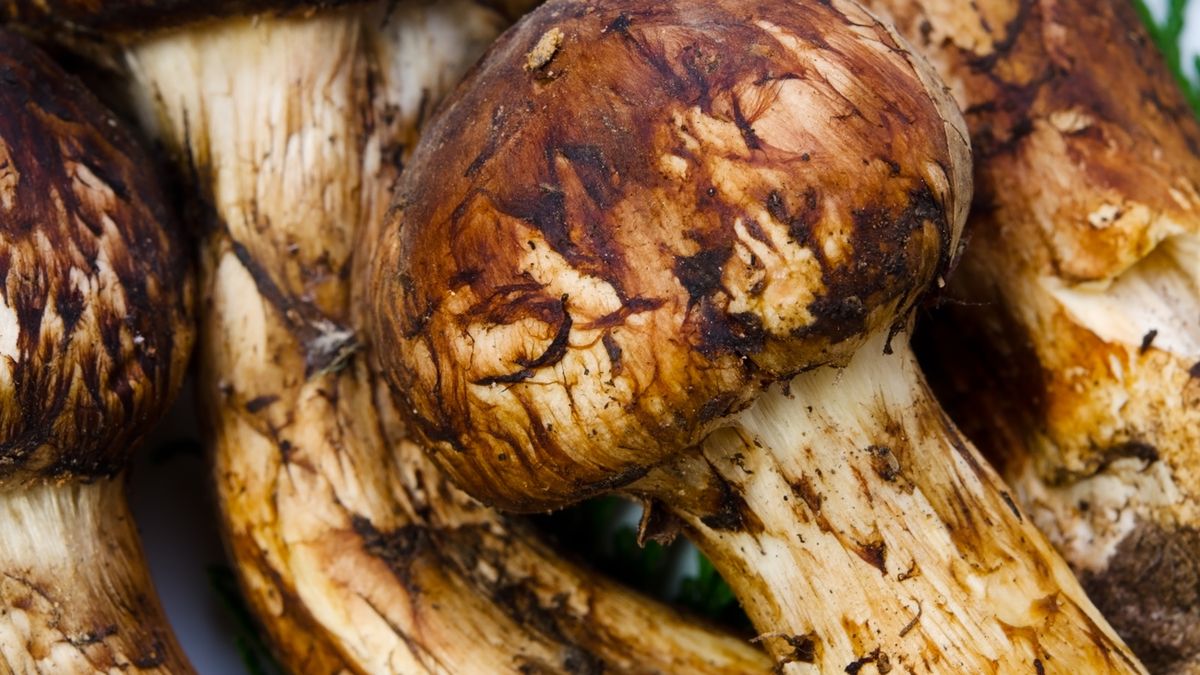 Gąski sosnowe pozyskuje się wyłącznie ze stanu dzikiego