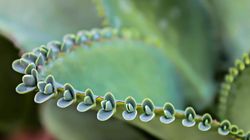 Żyworódka - jakie ma znaczenie dla zdrowia?