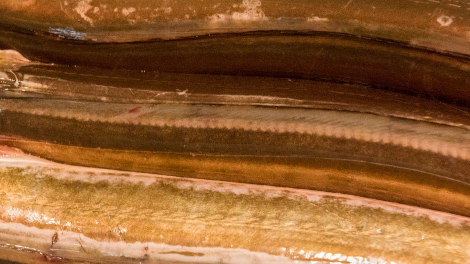 W tych rybach znajdziesz najwięcej witaminy D