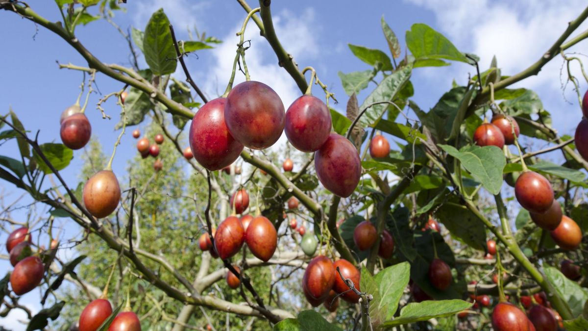 123 rf Właściwości tamarillo 