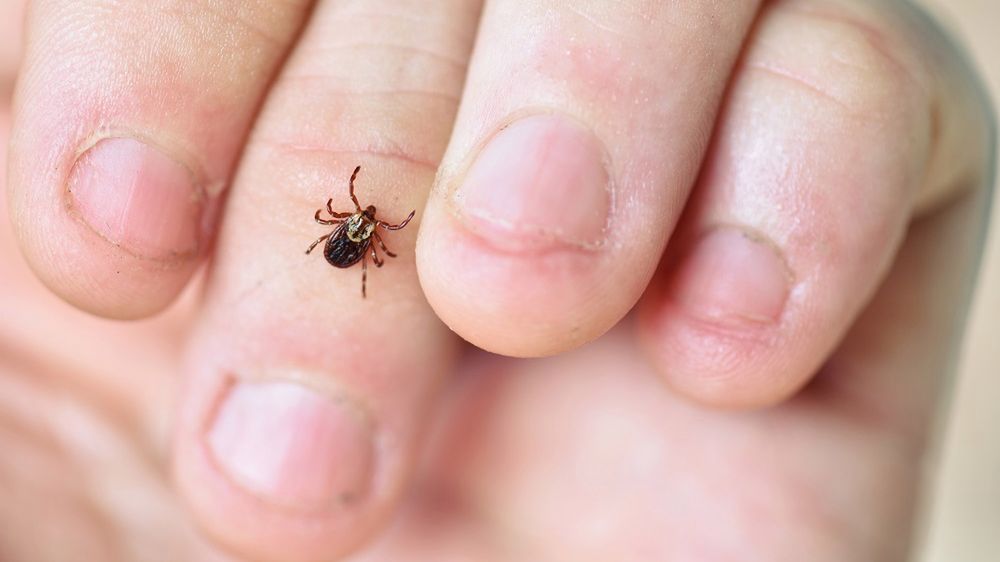 Nie zabieraj ze sobą do lasu. To wabik na kleszcze