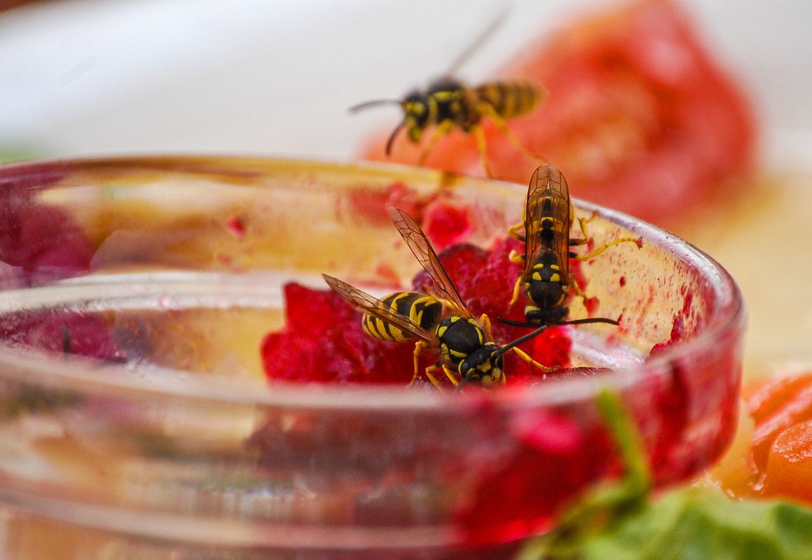 Osy przyciągają słodkie napoje