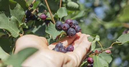 Zbijają cukier i cholesterol. Posadź w ogrodzie, są dużo zdrowsze niż borówki
