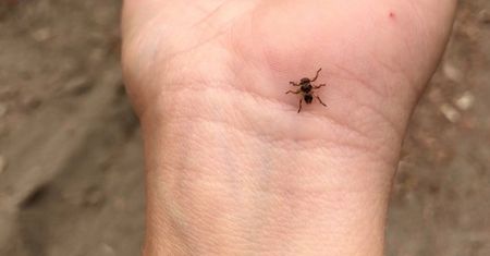 Ich ugryzienia mogą być bardzo bolesne. "Latające kleszcze" atakują chmarami