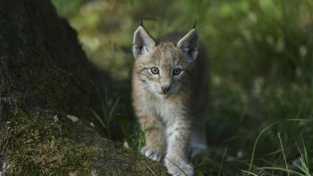 Ryś. Charakterystyka i systematyka