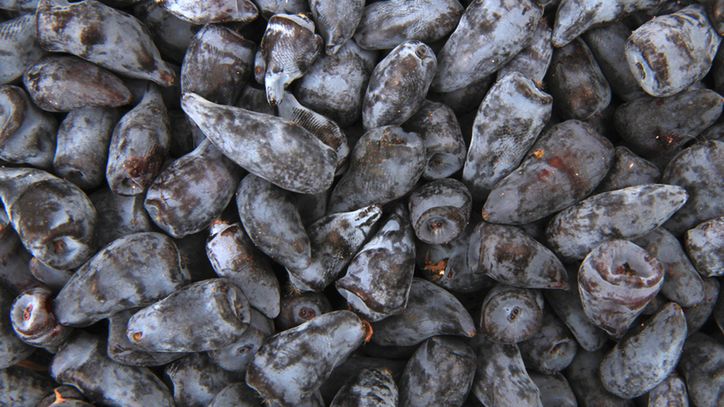 Polskie superfoods wciąż niedoceniane. Krzew kosztuje mniej niż 10 zł