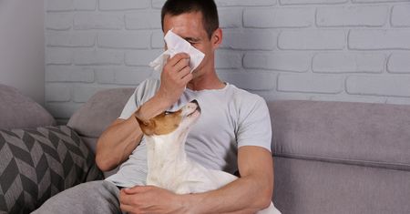 Alergia na psa - objawy, leczenie, środki zaradcze