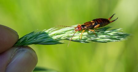 Szczypawica w domu – czy jest groźna? Jak się jej pozbyć?