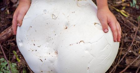 Grzybiarze się o niego biją. Gigantyczny grzyb rośnie właśnie tutaj