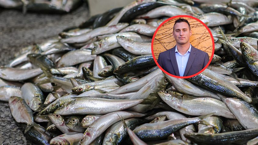 Zdrowa ryba, ale często pomijana. Zawiera masę kwasów tłuszczowych i nie gromadzi toksyn