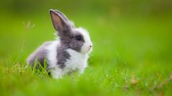 Królik miniaturka - cena, karmienie, alergia