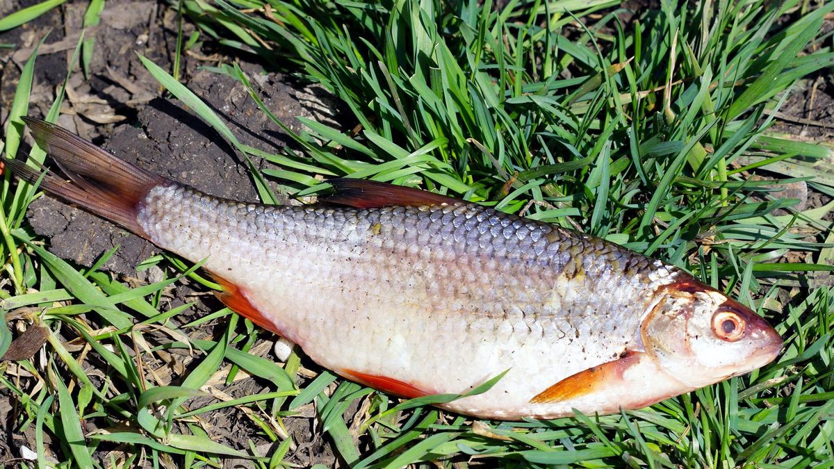 Jest komunikat ws. ryb z Zalewu Wiślanego. Przebadano pobrany materiał