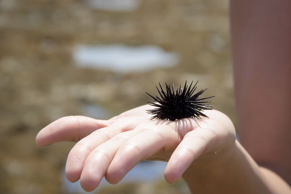 Ukłucie jeżowca może być niebezpieczne