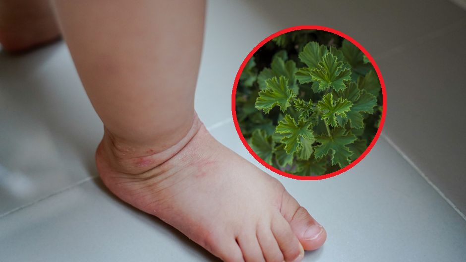 Kleszcze z założenia nie lubią aromatów ziołowych