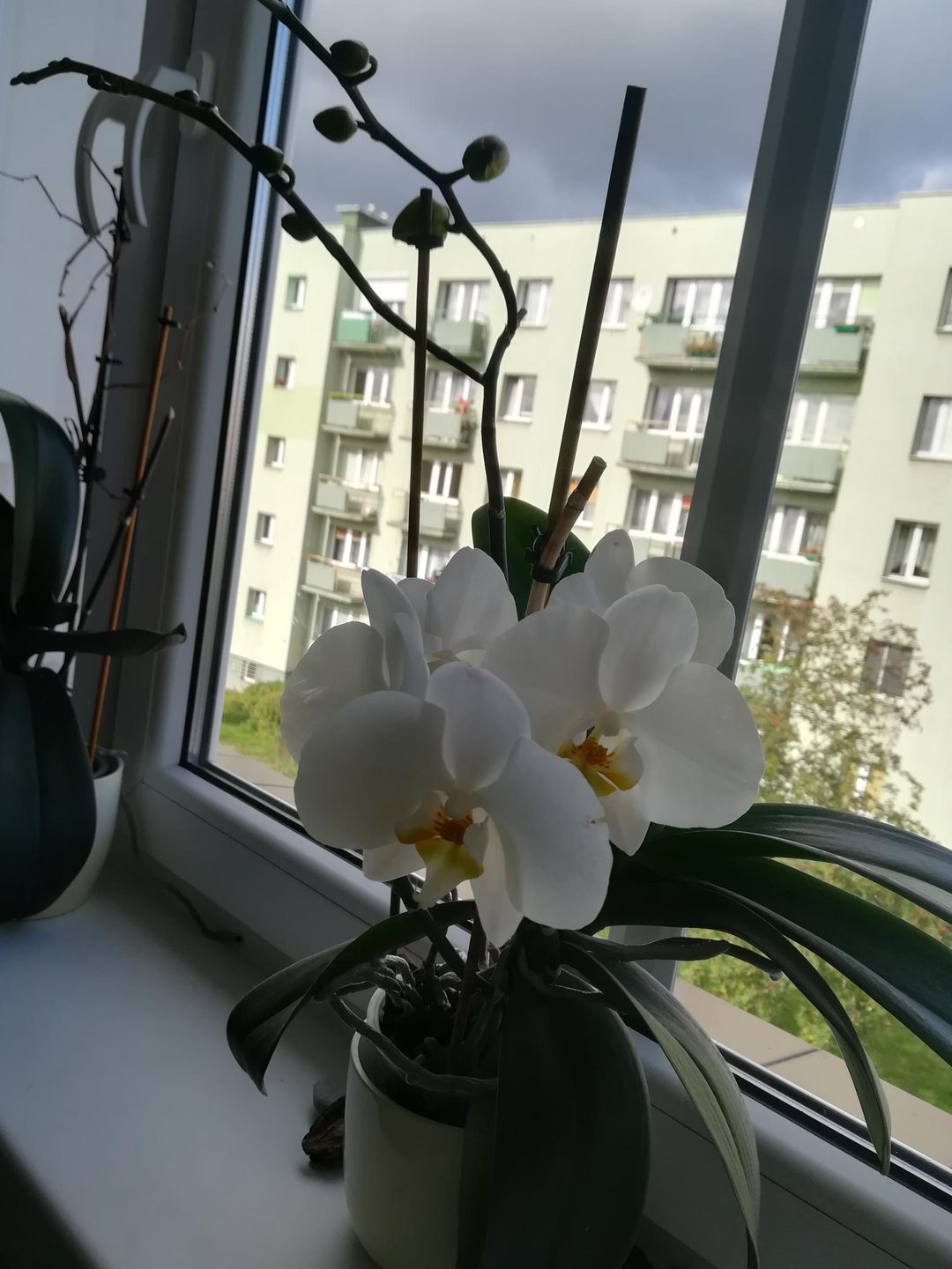 Storczyki lubią luźne podłoże