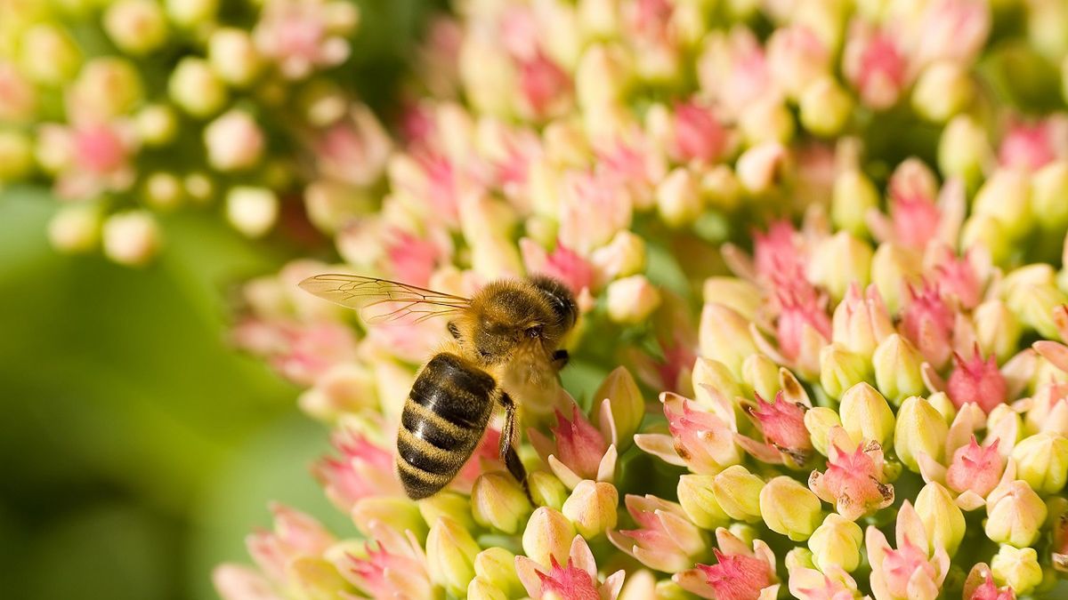 Kit pszczeli składa się m.in. z pyłków drzew