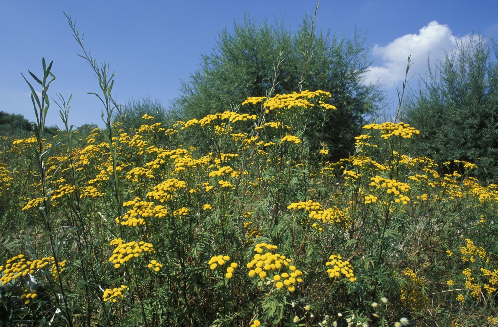 Tanacetum vulgare, czyli wrotycz pospolity
