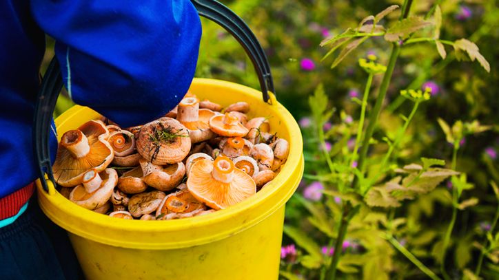 Gołąbek zielonawy to grzyb jadalny, uważany za jeden z najsmaczniejszych gatunków.