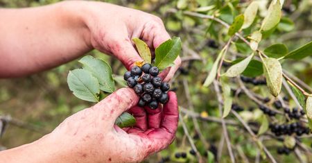 Aronia czarna – właściwości, zastosowanie, przeciwwskazania, cena