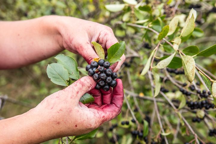 Aronia czarna znana jest ze swoich silnych właściwości antyoksydacyjnych