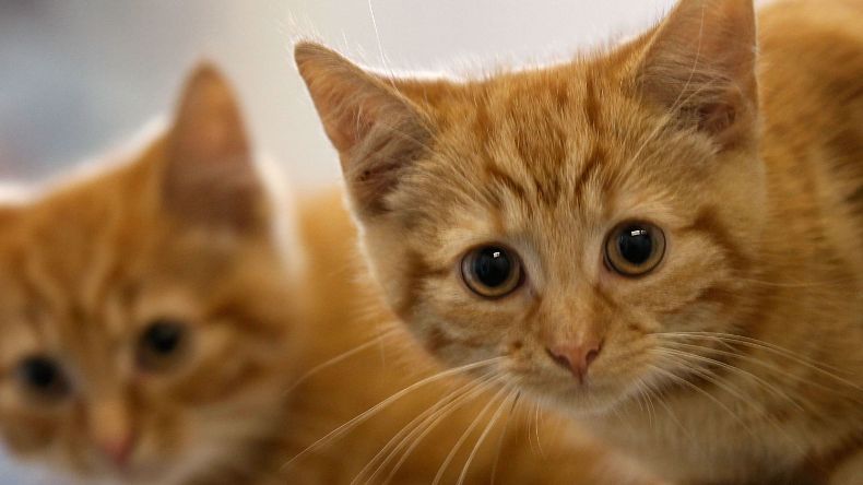 Ailurofobia to lęk przed kotami. 