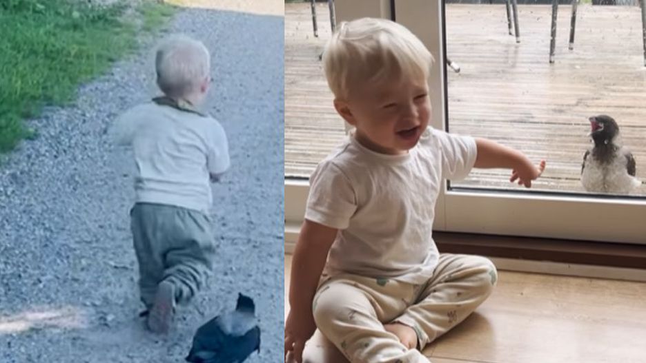 Dwulatek spędza każdą chwilę z... wroną. Historia tej przyjaźni podbiła sieć