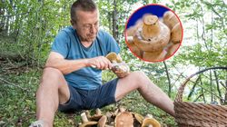 Groźna pomyłka w lesie. Trujące sobowtóry pieczarek