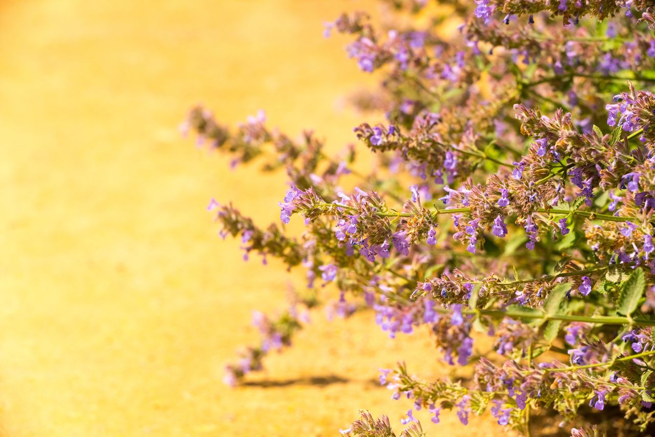 Macierzanka piaskowa – zastosowanie, wymagania i właściwości