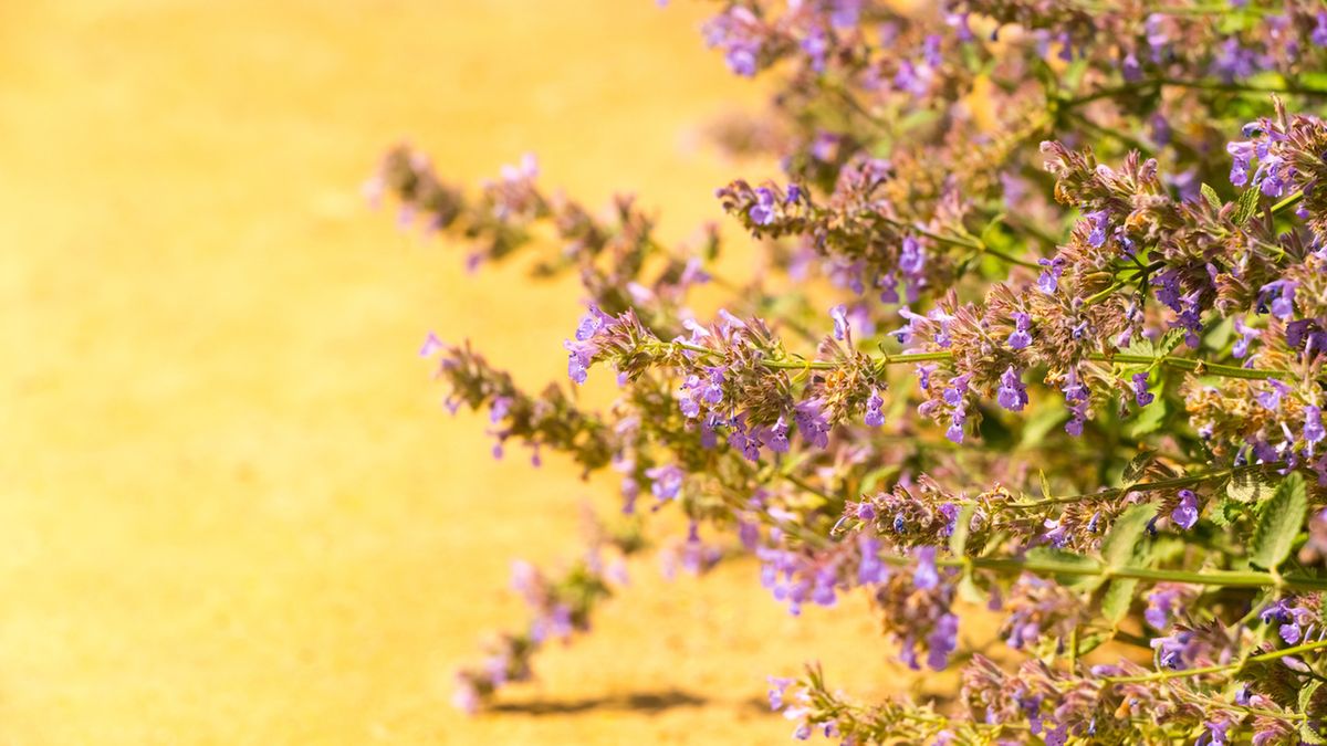 Macierzanka piaskowa wykazuje dobroczynny wpływ na skórę.