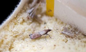 Mole spożywcze w kuchni. Skąd się biorą i jak się ich pozbyć?