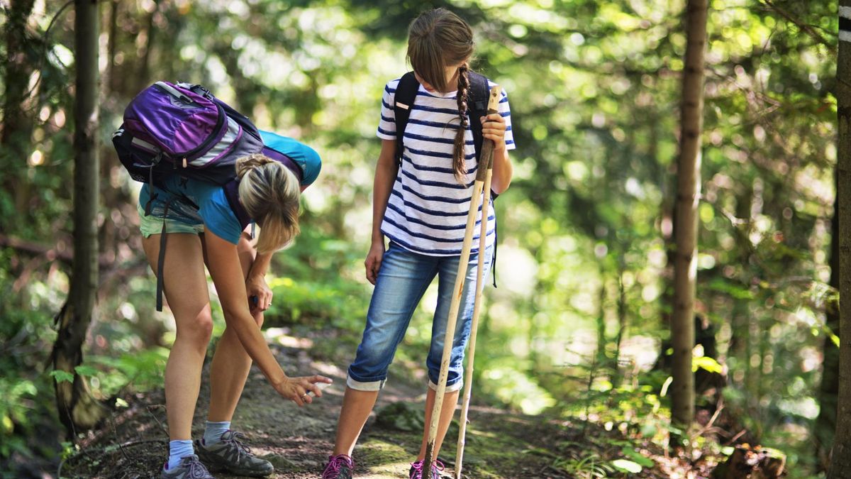 Nimfę kleszcza możemy spotkać w parkach, lasach i łąkach