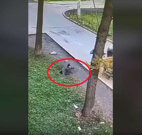 Wszystko nagrały kamery monitoringu