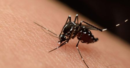 Jakie objawy daje zakażenie wirusem Zika?