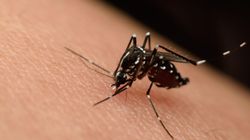 Jakie objawy daje zakażenie wirusem Zika? 