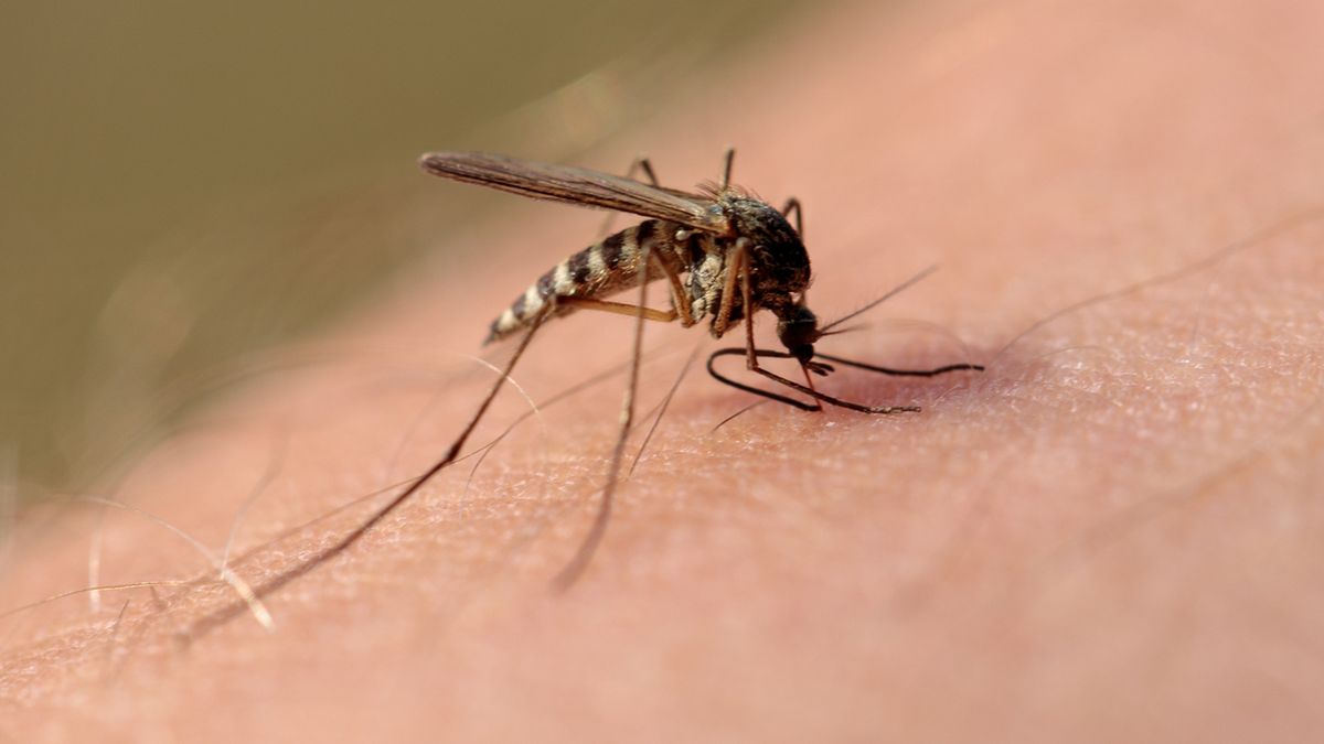 Dirofilaria repens to nicień przenoszony m.in. przez samice komarów