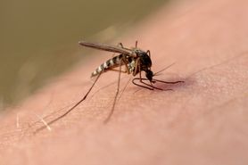 Dirofilaria repens – skutki, objawy i leczenie zakażenia