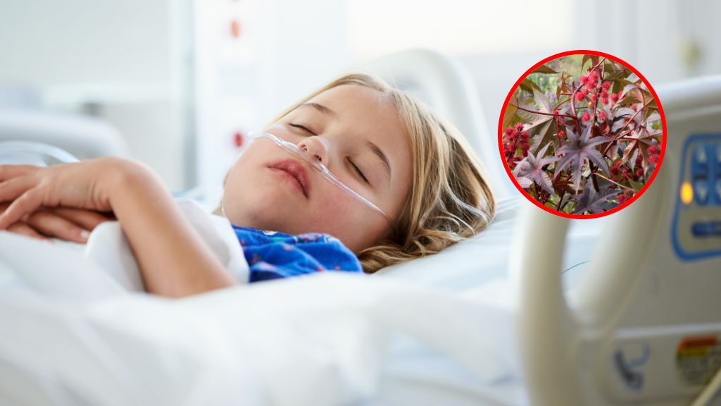 Uwaga na tę ozdobną roślinę. Jej nasiona są śmiertelnie trujące