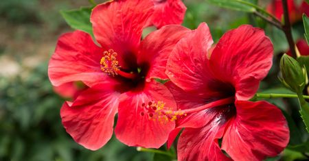 Hibiskus - charakterystyka, odmiany, właściwości, sposób parzenia